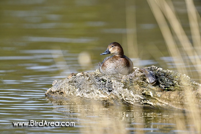 Common Pochard, Aythya ferina