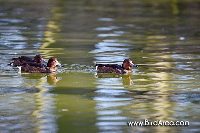 Ferruginous Duck, Aythya nyroca