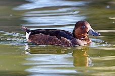 Ferruginous Duck, Aythya nyroca