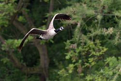 Berneška velká, Branta canadensis, Canada Goose