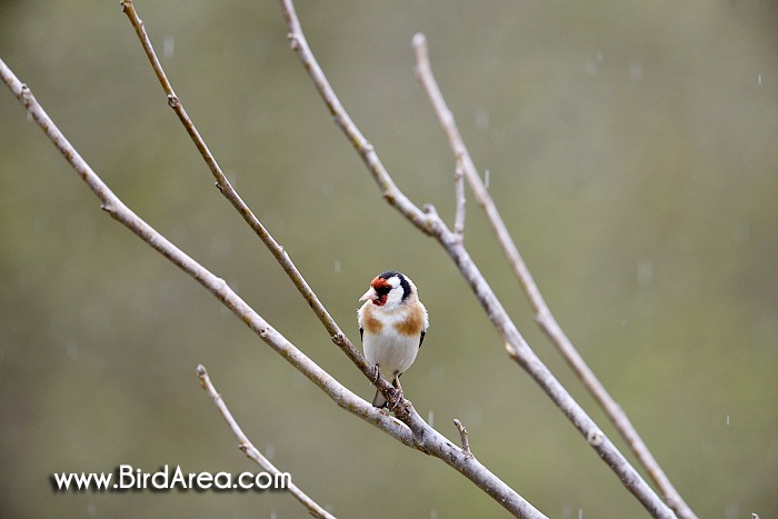 European Goldfinch, Carduelis carduelis