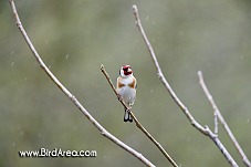 Stehlík obecný, Carduelis carduelis