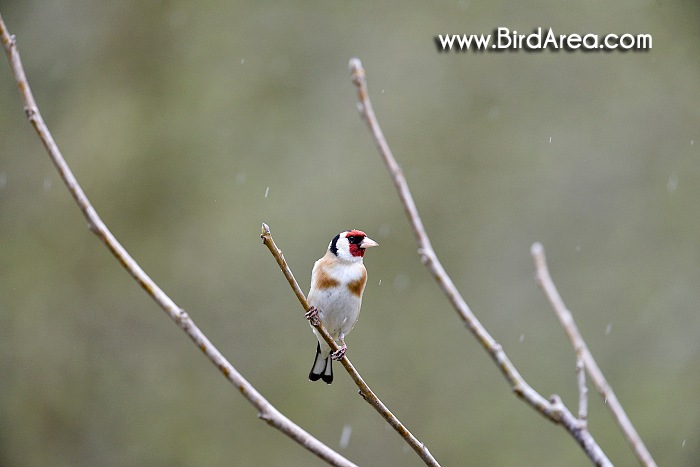 Stehlík obecný, Carduelis carduelis