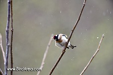 Stehlík obecný, Carduelis carduelis