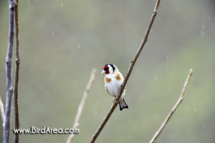 Stehlík obecný, Carduelis carduelis