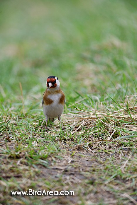 Stehlík obecný, Carduelis carduelis