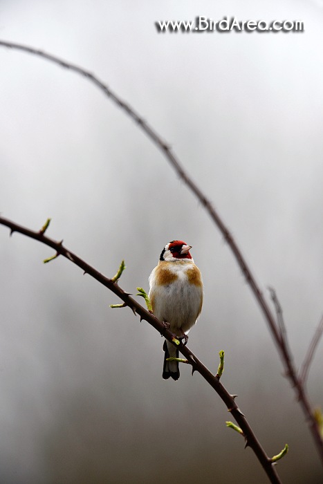 European Goldfinch, Carduelis carduelis