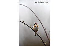 Stehlík obecný, Carduelis carduelis