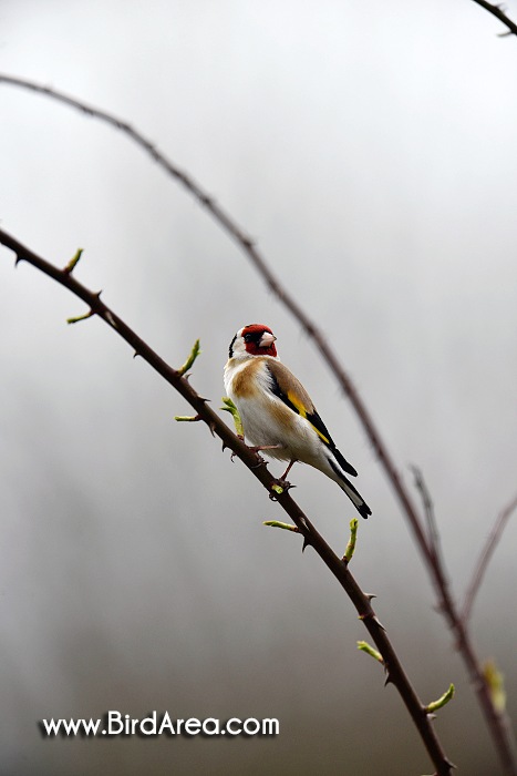 Stehlík obecný, Carduelis carduelis