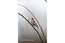 European Goldfinch, Carduelis carduelis