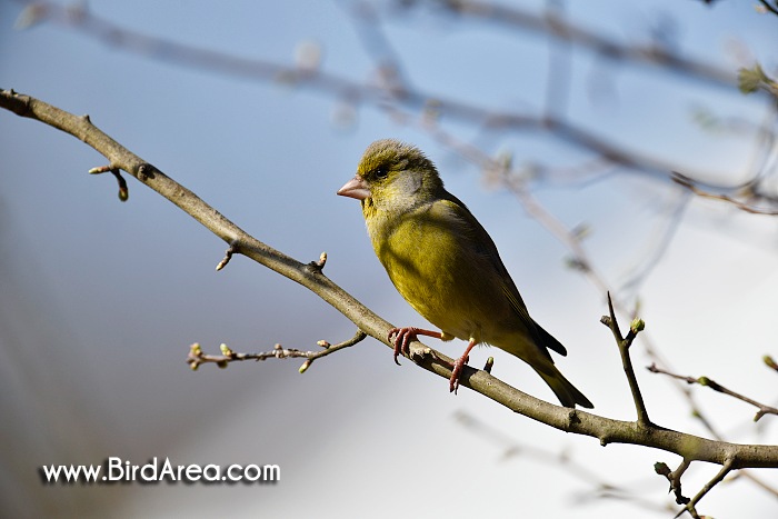 Zvonek zelený, Carduelis chloris