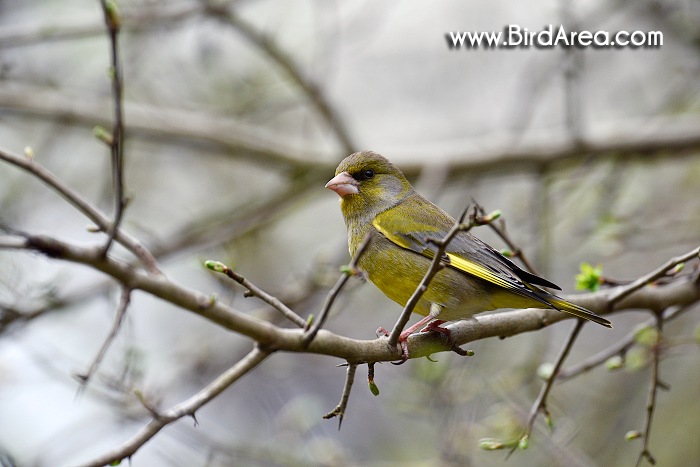 European Greenfinch, Carduelis chloris