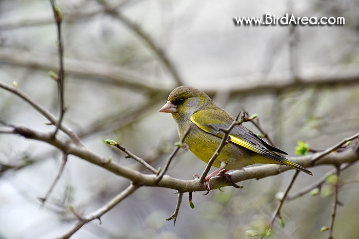 Zvonek zelený, Carduelis chloris