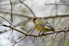 Zvonek zelený, Carduelis chloris