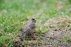 Zvonek zelený, Carduelis chloris