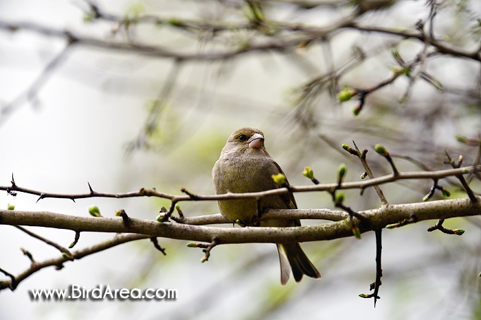 Zvonek zelený, Carduelis chloris