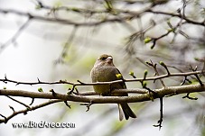 Zvonek zelený, Carduelis chloris