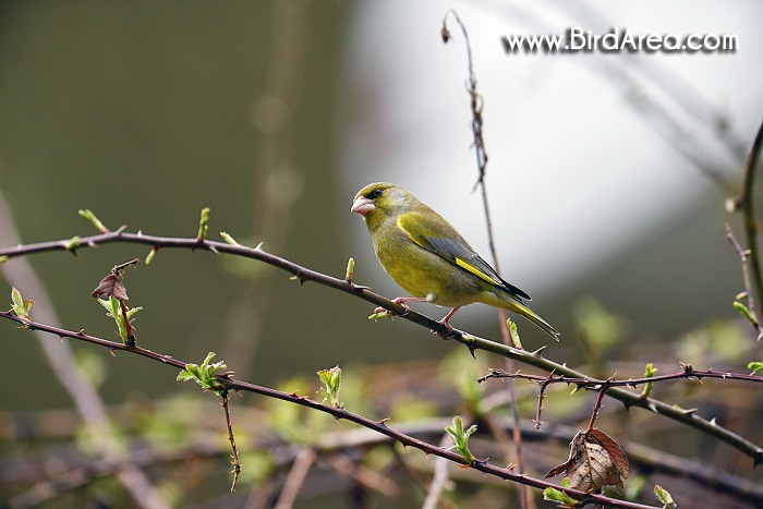 European Greenfinch, Carduelis chloris