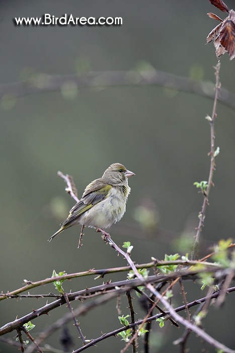Zvonek zelený, Carduelis chloris