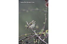 Zvonek zelený, Carduelis chloris