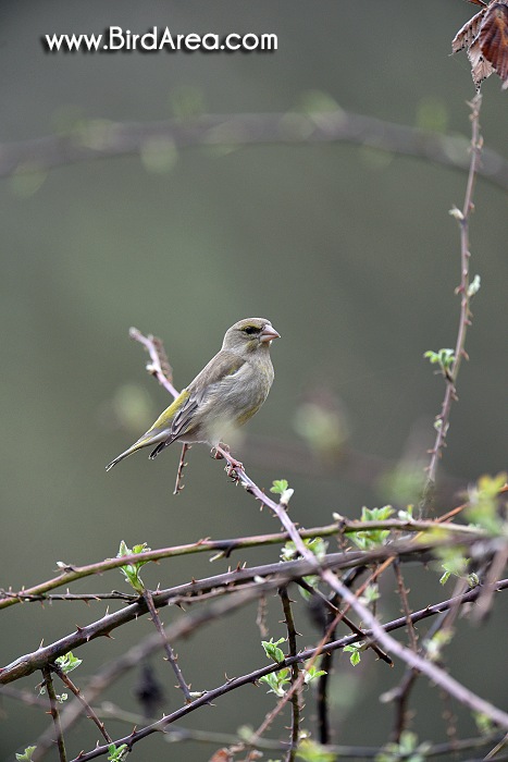 Zvonek zelený, Carduelis chloris