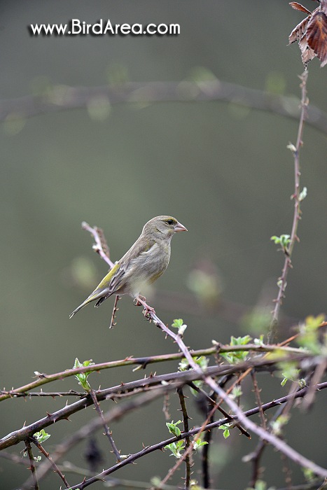 Zvonek zelený, Carduelis chloris