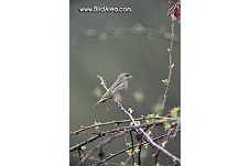 Zvonek zelený, Carduelis chloris