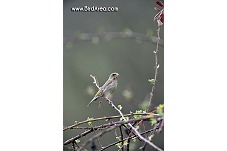 Zvonek zelený, Carduelis chloris