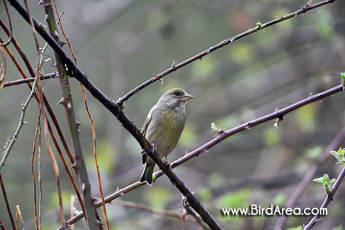 European Greenfinch, Carduelis chloris