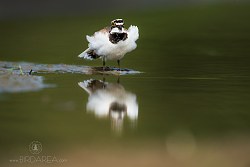 Kulík říční, Little Ringed Plover, Charadrius dubius