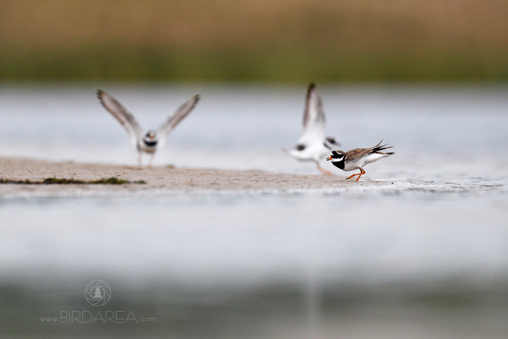 Kulík písečný, Common Ringed Plover, Charadrius hiaticula