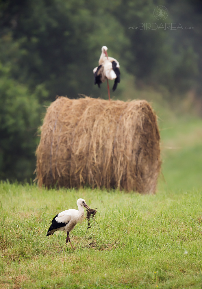 Čáp bílý, White Stork, Ciconia ciconia