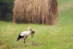 Čáp bílý, White Stork, Ciconia ciconia