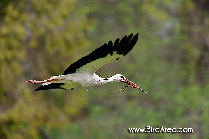 White Stork, Ciconia ciconia