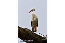 White Stork, Ciconia ciconia