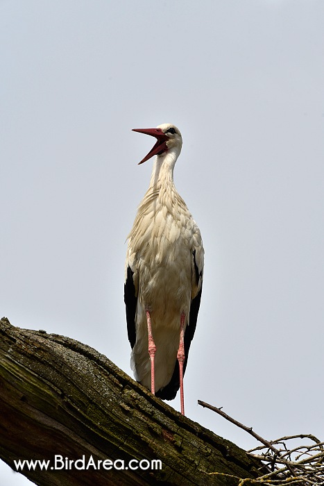 Čáp bílý, Ciconia ciconia