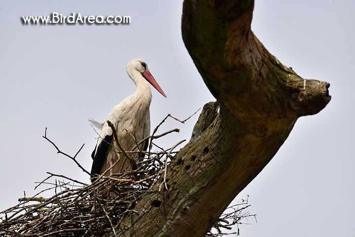 White Stork, Ciconia ciconia