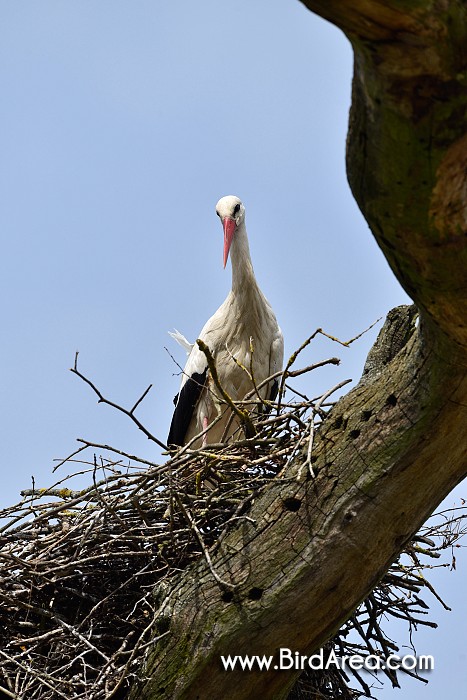 Čáp bílý, Ciconia ciconia