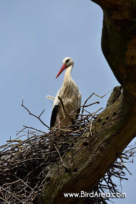 Čáp bílý, Ciconia ciconia