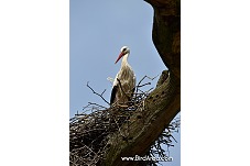 White Stork, Ciconia ciconia