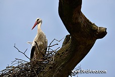 White Stork, Ciconia ciconia