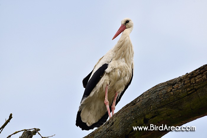 Čáp bílý, Ciconia ciconia