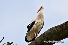 White Stork, Ciconia ciconia