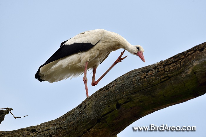 Čáp bílý, Ciconia ciconia