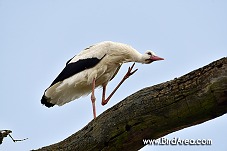 White Stork, Ciconia ciconia