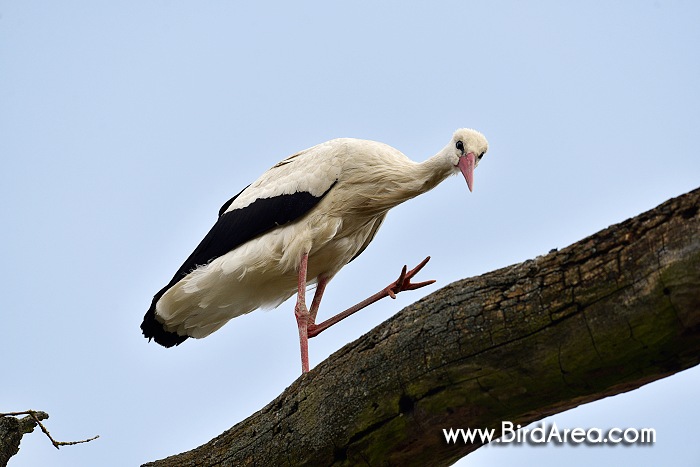 Čáp bílý, Ciconia ciconia