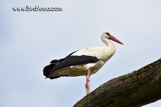 White Stork, Ciconia ciconia