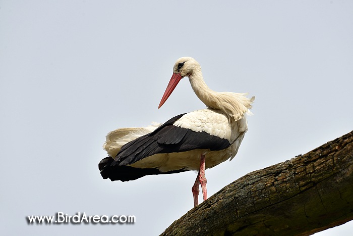 Čáp bílý, Ciconia ciconia