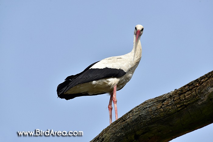 Čáp bílý, Ciconia ciconia