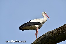 White Stork, Ciconia ciconia